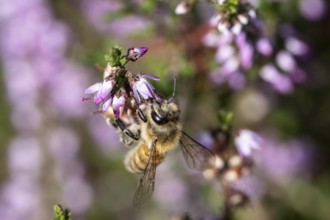 Honey bee (Apis mellifera) on heather (Calluna vulgaris), Emsland, Lower Saxony, Germany