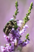 Rose chafer (Cetonia aurata) on heather (Calluna vulgaris), Emsland, Lower Saxony, Germany