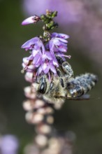 Honey bee (Apis mellifera) on heather (Calluna vulgaris), Emsland, Lower Saxony, Germany