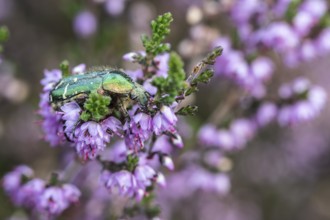 Rose chafer (Cetonia aurata) on heather (Calluna vulgaris), Emsland, Lower Saxony, Germany