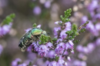Rose chafer (Cetonia aurata) on heather (Calluna vulgaris), Emsland, Lower Saxony, Germany