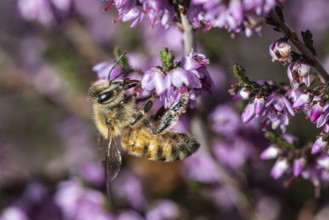 Honey bee (Apis mellifera) on heather (Calluna vulgaris), Emsland, Lower Saxony, Germany
