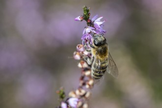 Honey bee (Apis mellifera) on heather (Calluna vulgaris), Emsland, Lower Saxony, Germany