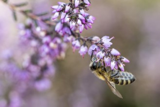 Honey bee (Apis mellifera) on heather (Calluna vulgaris), Emsland, Lower Saxony, Germany