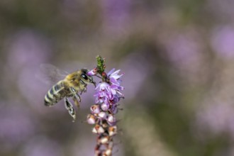 Honey bee (Apis mellifera) on heather (Calluna vulgaris), Emsland, Lower Saxony, Germany