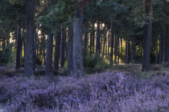 Heather (Calluna vulgaris) in a pine forest (Pinus sylvestris), Emsland, Lower Saxony, Germany