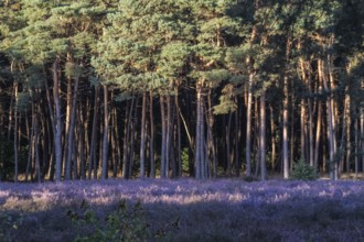 Heather (Calluna vulgaris) in a pine forest (Pinus sylvestris), Emsland, Lower Saxony, Germany