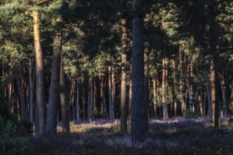 Heather (Calluna vulgaris) in a pine forest (Pinus sylvestris), Emsland, Lower Saxony, Germany