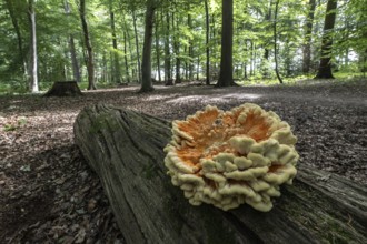 Sulphur spore (Laetiporus sulfureus), Lower Saxony, Germany