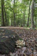 Sulphur spore (Laetiporus sulfureus), Lower Saxony, Germany