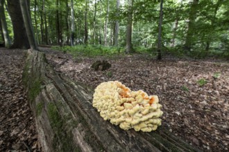 Sulphur spore (Laetiporus sulfureus), Lower Saxony, Germany