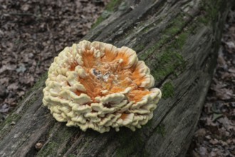 Sulphur spore (Laetiporus sulfureus), Lower Saxony, Germany