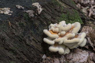 Sulphur spore (Laetiporus sulfureus), Lower Saxony, Germany