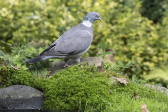 Woodpigeon (Columba palumbus), Emsland, Lower Saxony, Germany