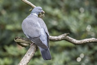 Woodpigeon (Columba palumbus), Emsland, Lower Saxony, Germany