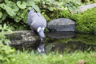 Woodpigeon (Columba palumbus), Emsland, Lower Saxony, Germany