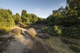 Heath landscape, heather (Calluna vulgaris), Emsland, Lower Saxony, Germany