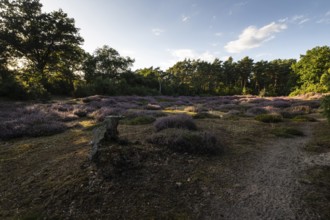 Heath landscape, heather (Calluna vulgaris), Emsland, Lower Saxony, Germany
