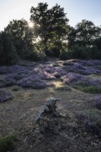 Heath landscape, heather (Calluna vulgaris), Emsland, Lower Saxony, Germany