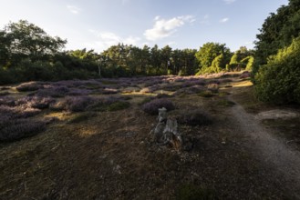 Heath landscape, heather (Calluna vulgaris), Emsland, Lower Saxony, Germany