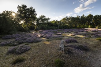 Heath landscape, heather (Calluna vulgaris), Emsland, Lower Saxony, Germany
