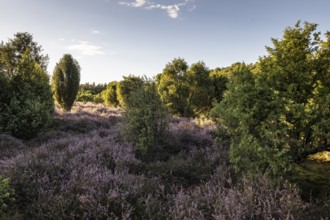 Heath landscape, heather (Calluna vulgaris), Emsland, Lower Saxony, Germany
