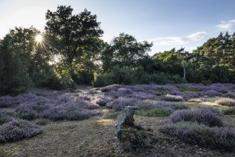 Heath landscape, heather (Calluna vulgaris), Emsland, Lower Saxony, Germany