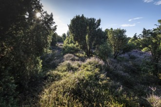 Heath landscape, heather (Calluna vulgaris), Emsland, Lower Saxony, Germany