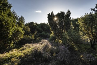 Heath landscape, heather (Calluna vulgaris), Emsland, Lower Saxony, Germany