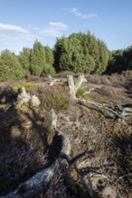 Heath landscape, heather (Calluna vulgaris), Emsland, Lower Saxony, Germany