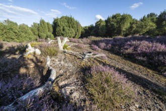 Heath landscape, heather (Calluna vulgaris), Emsland, Lower Saxony, Germany