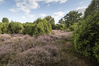 Heath landscape, heather (Calluna vulgaris), Emsland, Lower Saxony, Germany