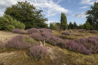 Heath landscape, heather (Calluna vulgaris), Emsland, Lower Saxony, Germany