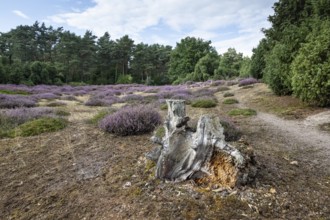 Heath landscape, heather (Calluna vulgaris), Emsland, Lower Saxony, Germany