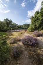 Heath landscape, heather (Calluna vulgaris), Emsland, Lower Saxony, Germany