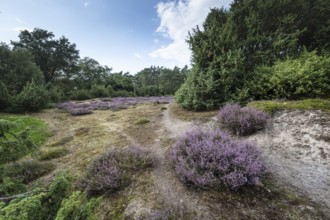 Heath landscape, heather (Calluna vulgaris), Emsland, Lower Saxony, Germany