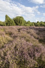 Heath landscape, heather (Calluna vulgaris), Emsland, Lower Saxony, Germany