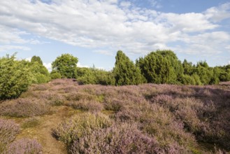 Heath landscape, heather (Calluna vulgaris), Emsland, Lower Saxony, Germany
