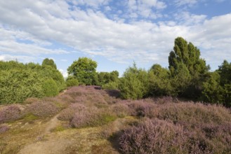 Heath landscape, heather (Calluna vulgaris), Emsland, Lower Saxony, Germany