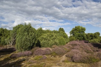 Heath landscape, heather (Calluna vulgaris), Emsland, Lower Saxony, Germany