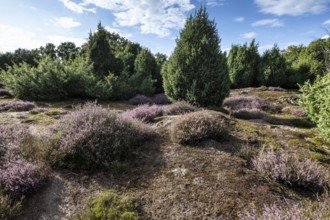 Heath landscape, heather (Calluna vulgaris), Emsland, Lower Saxony, Germany