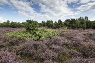 Heath landscape, heather (Calluna vulgaris), Emsland, Lower Saxony, Germany