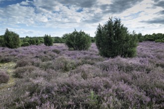 Heath landscape, heather (Calluna vulgaris), Emsland, Lower Saxony, Germany
