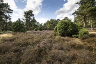 Heath landscape, heather (Calluna vulgaris), Emsland, Lower Saxony, Germany