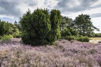 Heath landscape, heather (Calluna vulgaris), Emsland, Lower Saxony, Germany