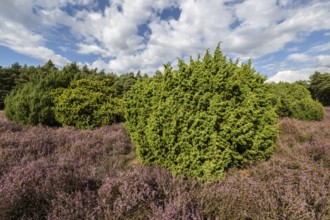 Heath landscape, heather (Calluna vulgaris), Emsland, Lower Saxony, Germany
