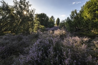 Heath landscape, heather (Calluna vulgaris), Emsland, Lower Saxony, Germany
