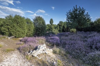 Heath landscape, heather (Calluna vulgaris), Emsland, Lower Saxony, Germany