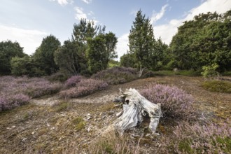 Heath landscape, heather (Calluna vulgaris), Emsland, Lower Saxony, Germany