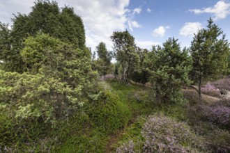 Heath landscape, heather (Calluna vulgaris), Emsland, Lower Saxony, Germany